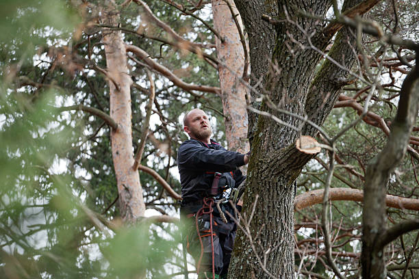 Best Tree Mulching  in Shenandoah Heights, PA